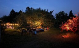 Enlightened apple orchards in the evening