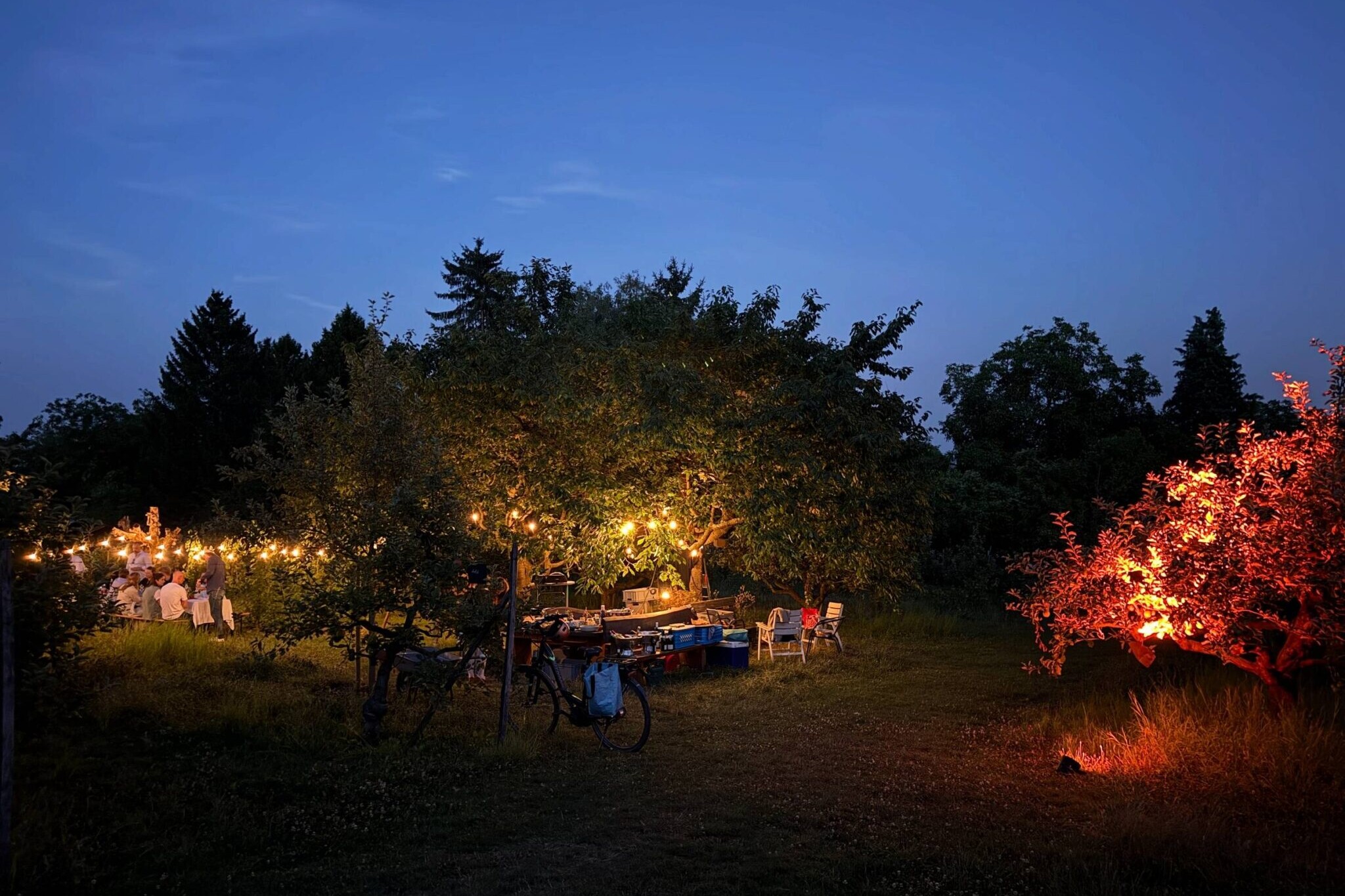 Enlightened apple orchards in the evening